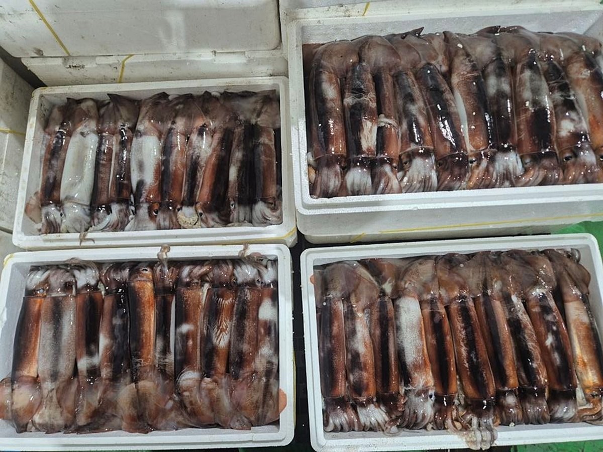 군산 비응항 위판장 오징어 모습. 기사 이해를 돕기 위한 자료 사진 / 군산시 제공