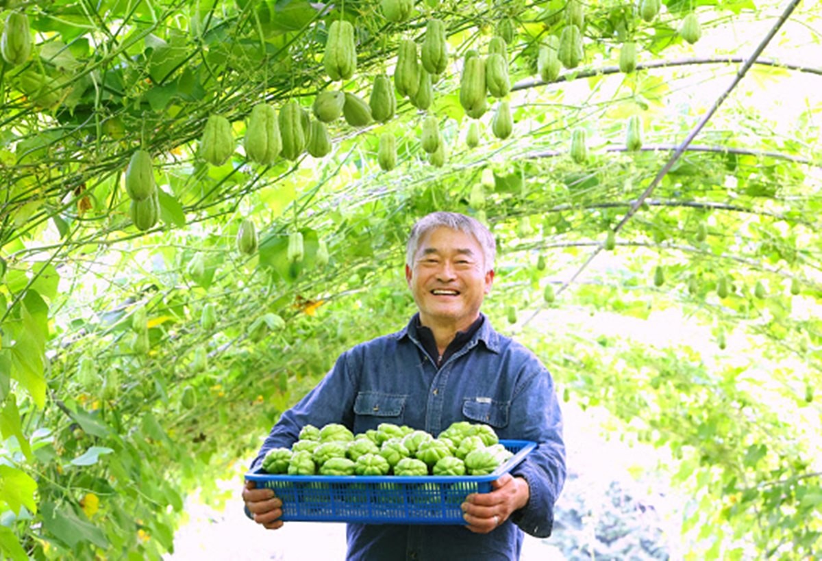 경남 함양군에서 자라고 수확한 열대작물 차요테 모습 / 함양군 제공