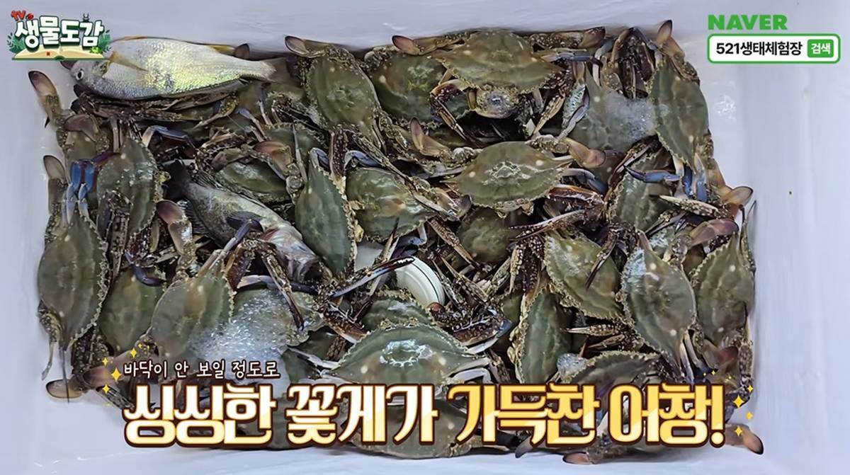 바닥이 안 보일 정도로 잡힌 꽃게 / 유튜브 'TV생물도감'