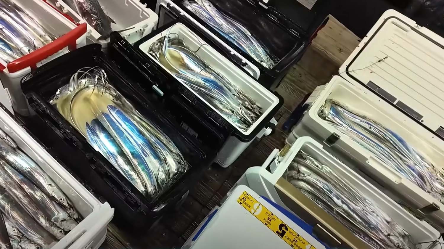 마초 일행이 낚은 갈치. / '마초TV' 유튜브