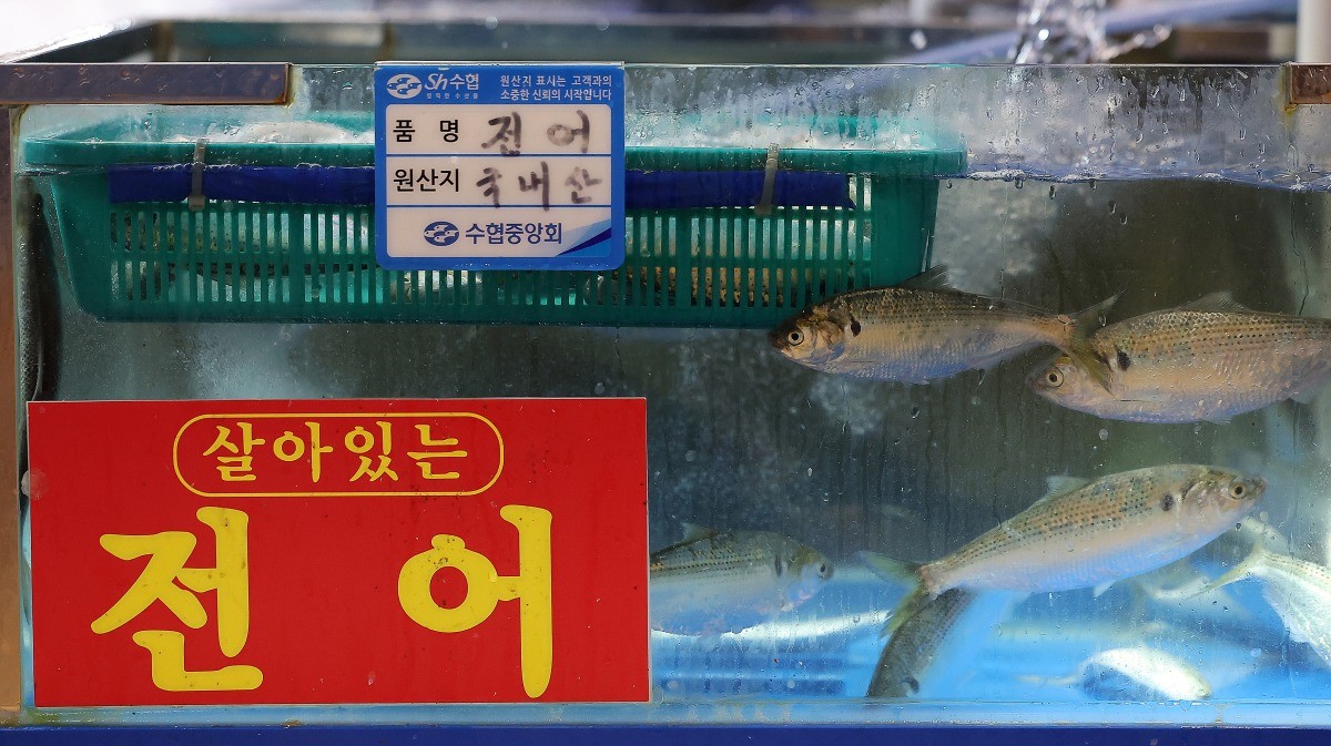 맛 좋은 전어 / 뉴스1