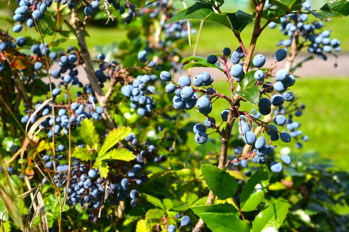 머루 자료사진 / Irina Borsuchenko-shutterstock.com