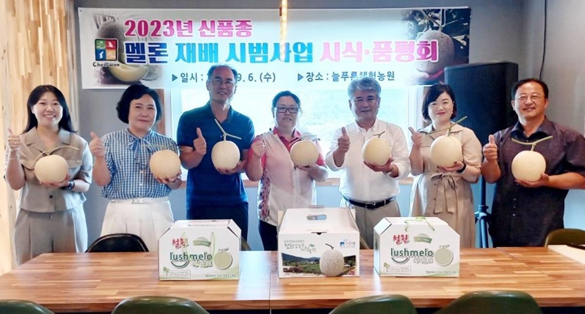 2023년 철원 신품종 멜론 '러시멜로' 시식·품평회 자료 사진 / 연합뉴스, 철원군 제공