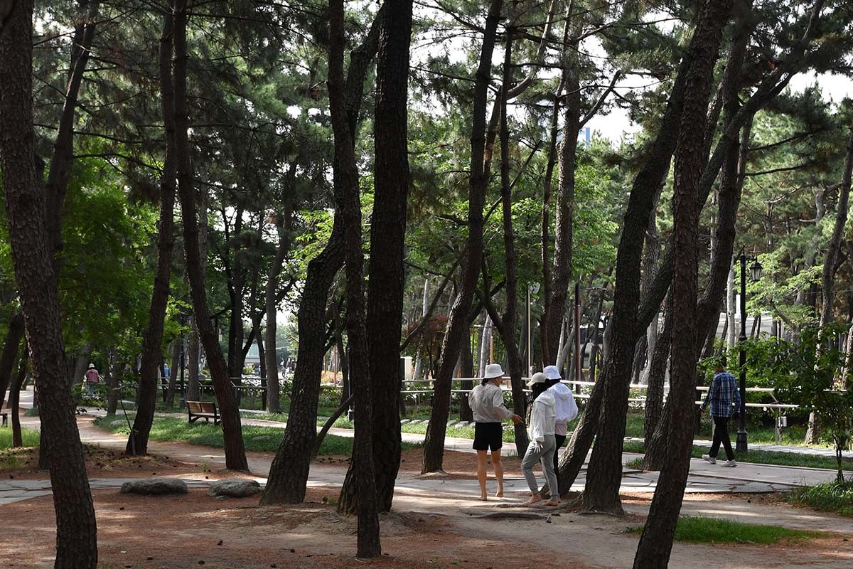경북 포항시 송도 테마거리에서 시민들이 솔 향기를 맡으며 산책하고 있다. / 뉴스1(2025년 6월 11일 촬영)