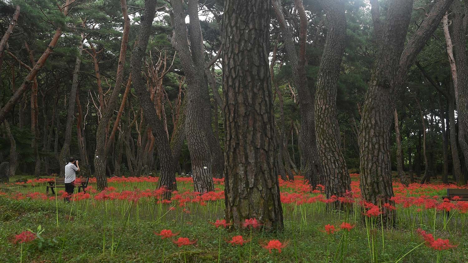 남 거창군 웅양면 동호숲 소나무 사이로 꽃무릇이 활짝 펴 있다. / 거창군 제공(2024년 10월 1일 촬영)
