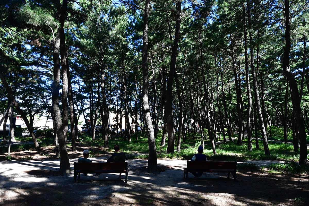 경북 포항시 송도송림테마파크 / 뉴스1 자료사진