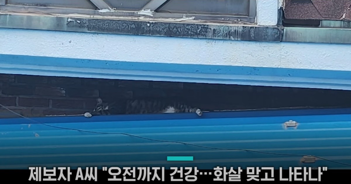 건강한 상태였던 고양이의 모습 / 유튜브 'SBS 뉴스'
