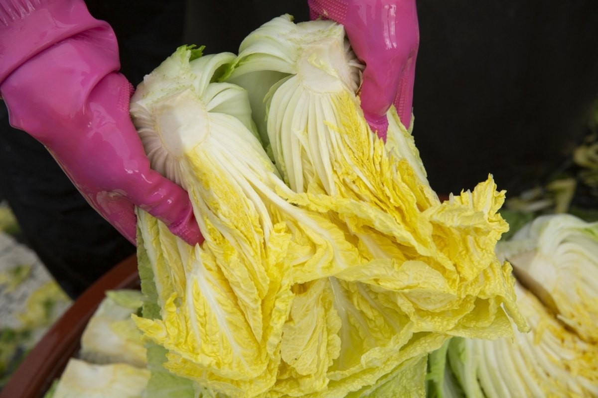 배추 자료사진 / 뉴스1