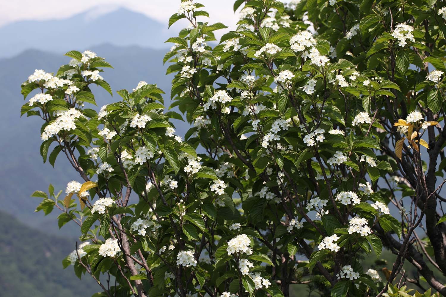 팥배나무 꽃 / 국립생물자원관