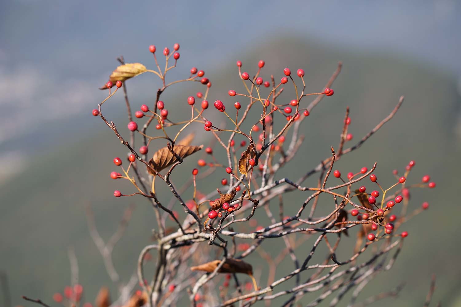 팥배나무 열매 / 국립생물자원관