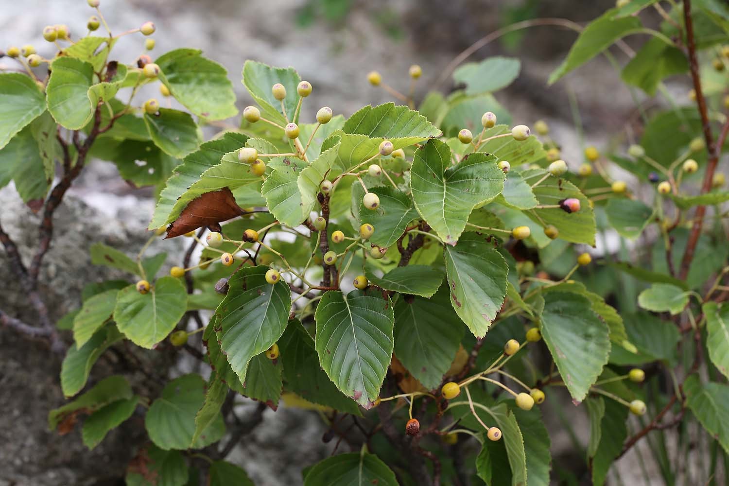 팥배나무 열매 / 국립생물자원관