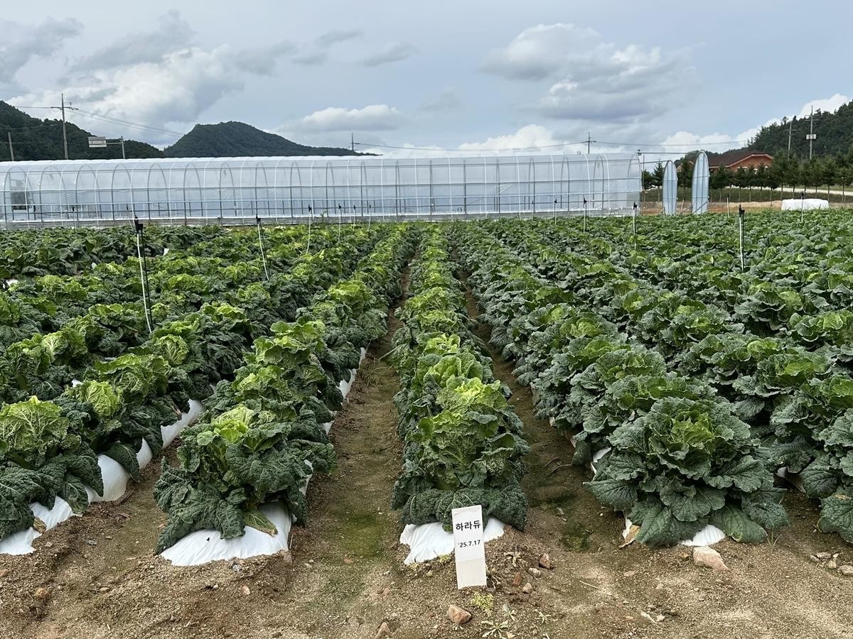 고온 경감 기술 적용한 배추 시험재배지. / 농진청 제공-연합뉴스