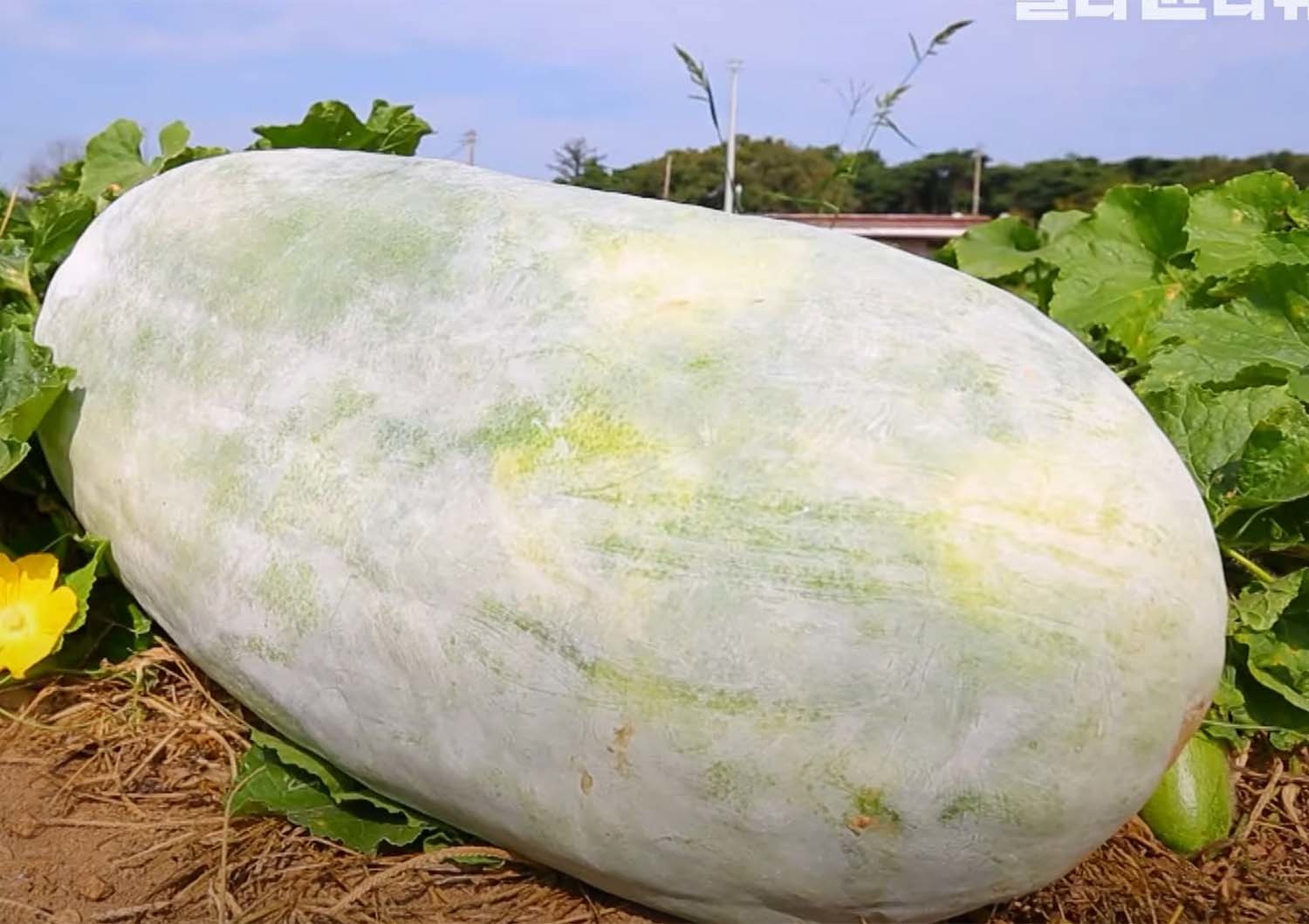 동아 / EBS '한국기행'