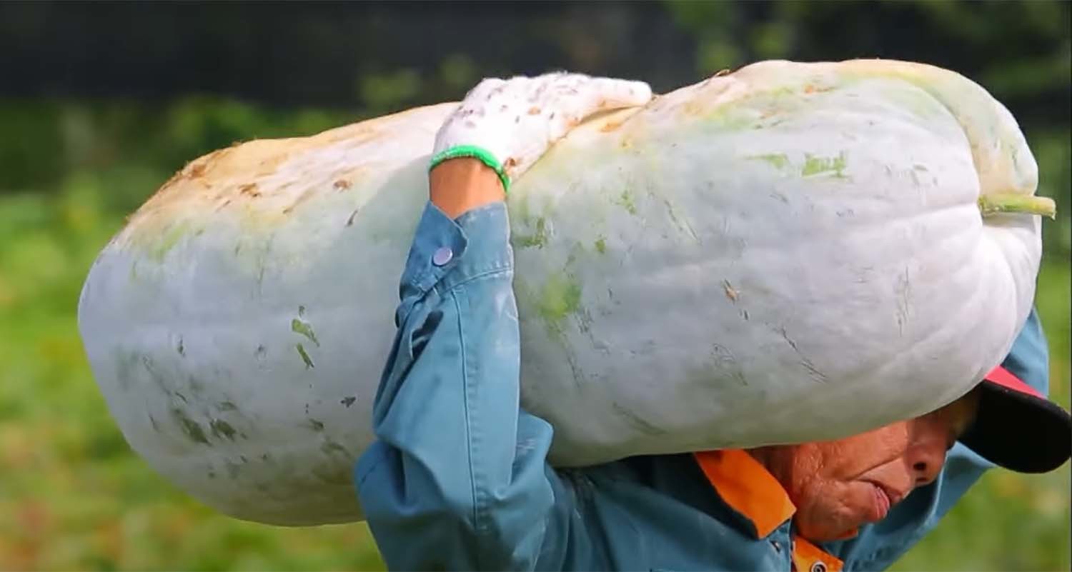 농부가 동아를 옮기는 모습. / EBS '한국기행'