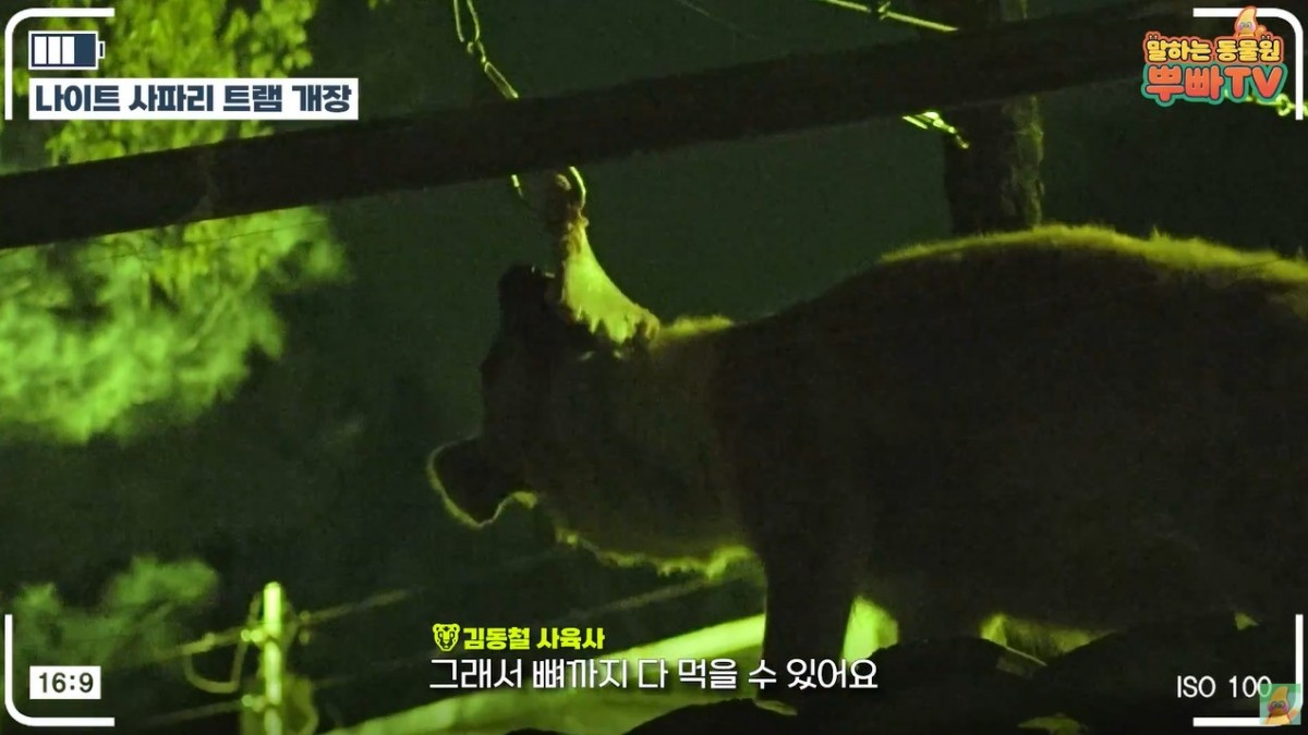 지난해 진행된 '나이트 사파리 트램'. / 유튜브 '말하는동물원 뿌빠TV'