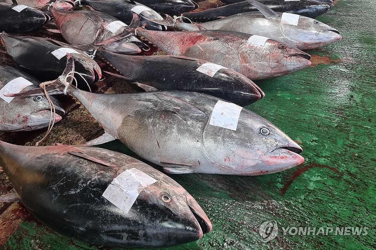 경북 영덕 앞바다에서 잡힌 대형 참다랑어(참치)가 강구수협 위판장 앞에 놓여 있다. / 독자 제공=연합뉴스