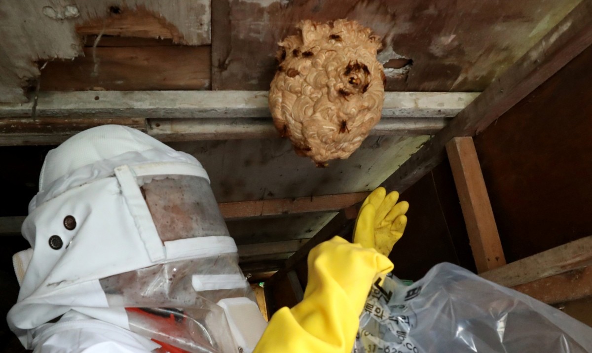 소방대원이 말벌집을 제거하고 있다. 기사의 이해를 돕기위한 사진 / 뉴스1