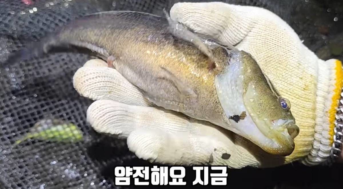 제주 하천에서만 발견되는 전설의 민물고기 / 유튜브 '헌터퐝'