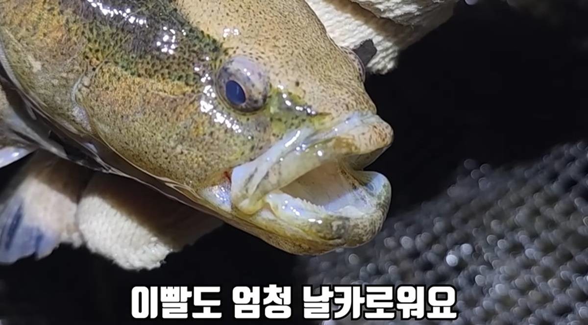 제주 하천에서만 발견되는 전설의 민물고기 / 유튜브 '헌터퐝'