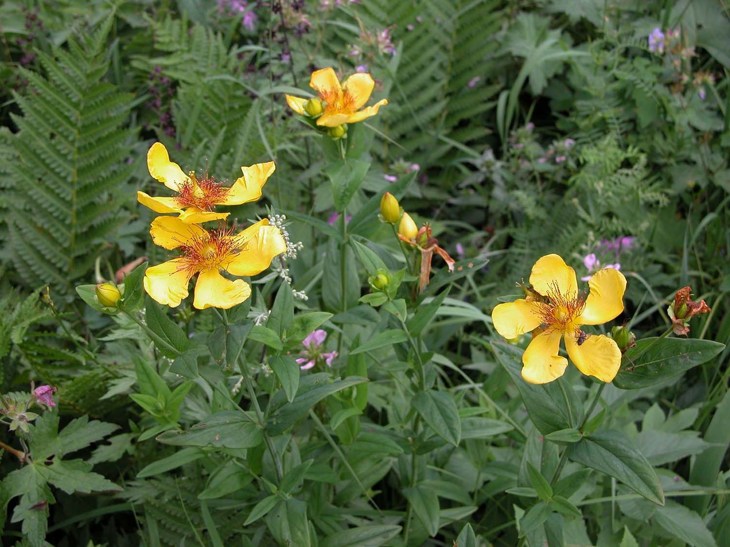 물레나물 / 국립생물자원관