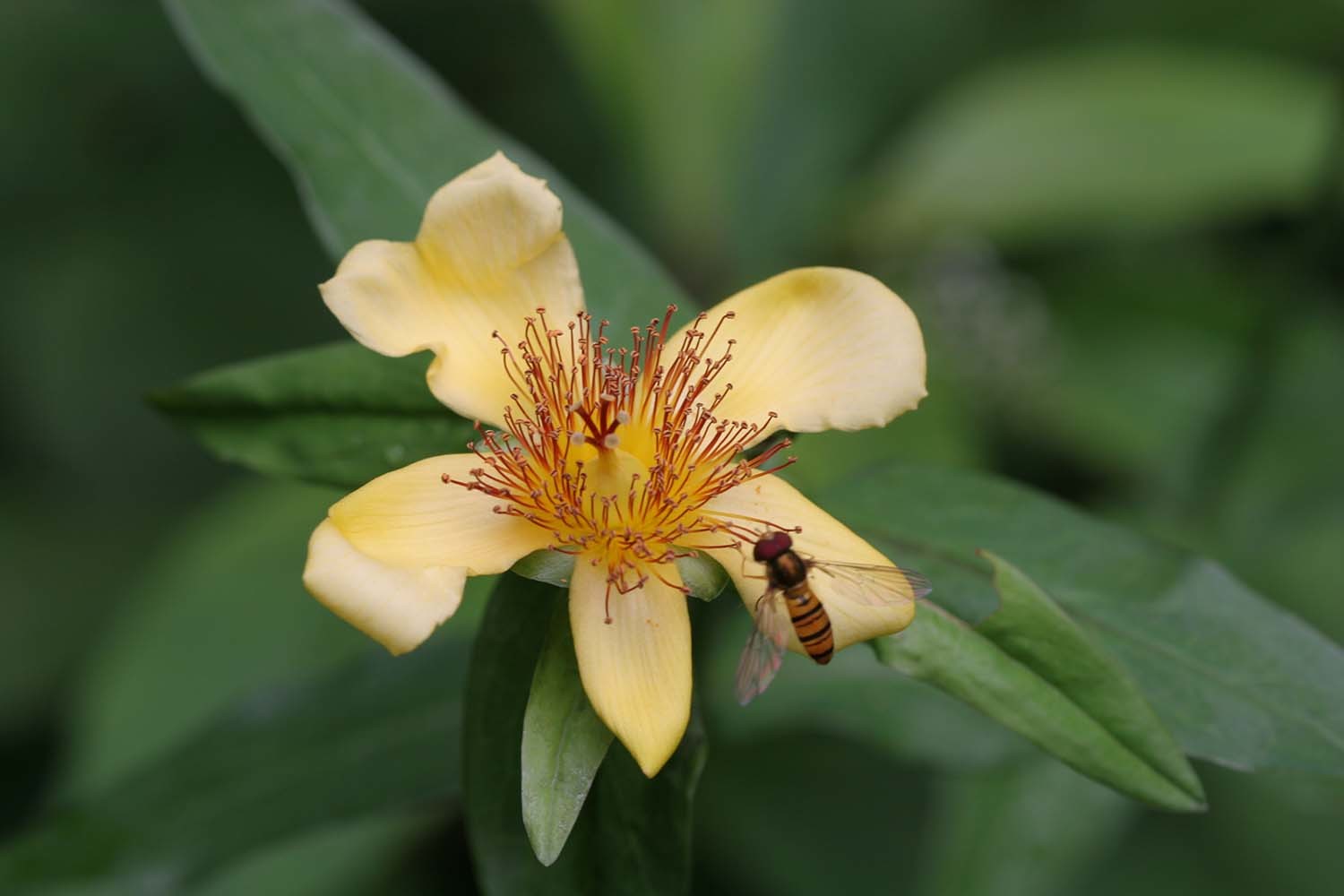 물레나물 / 국립생물자원관