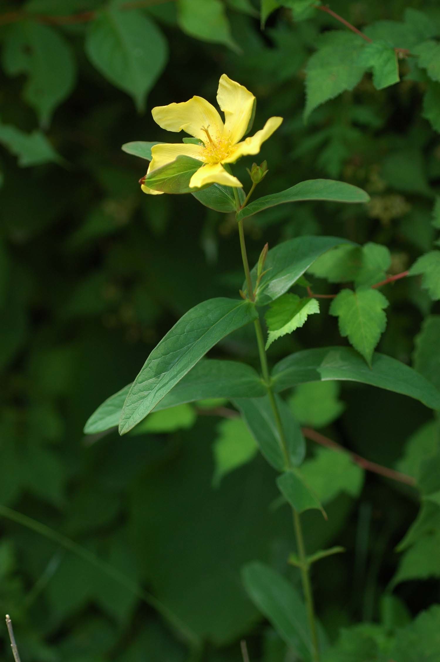 물레나물 / 국립생물자원관