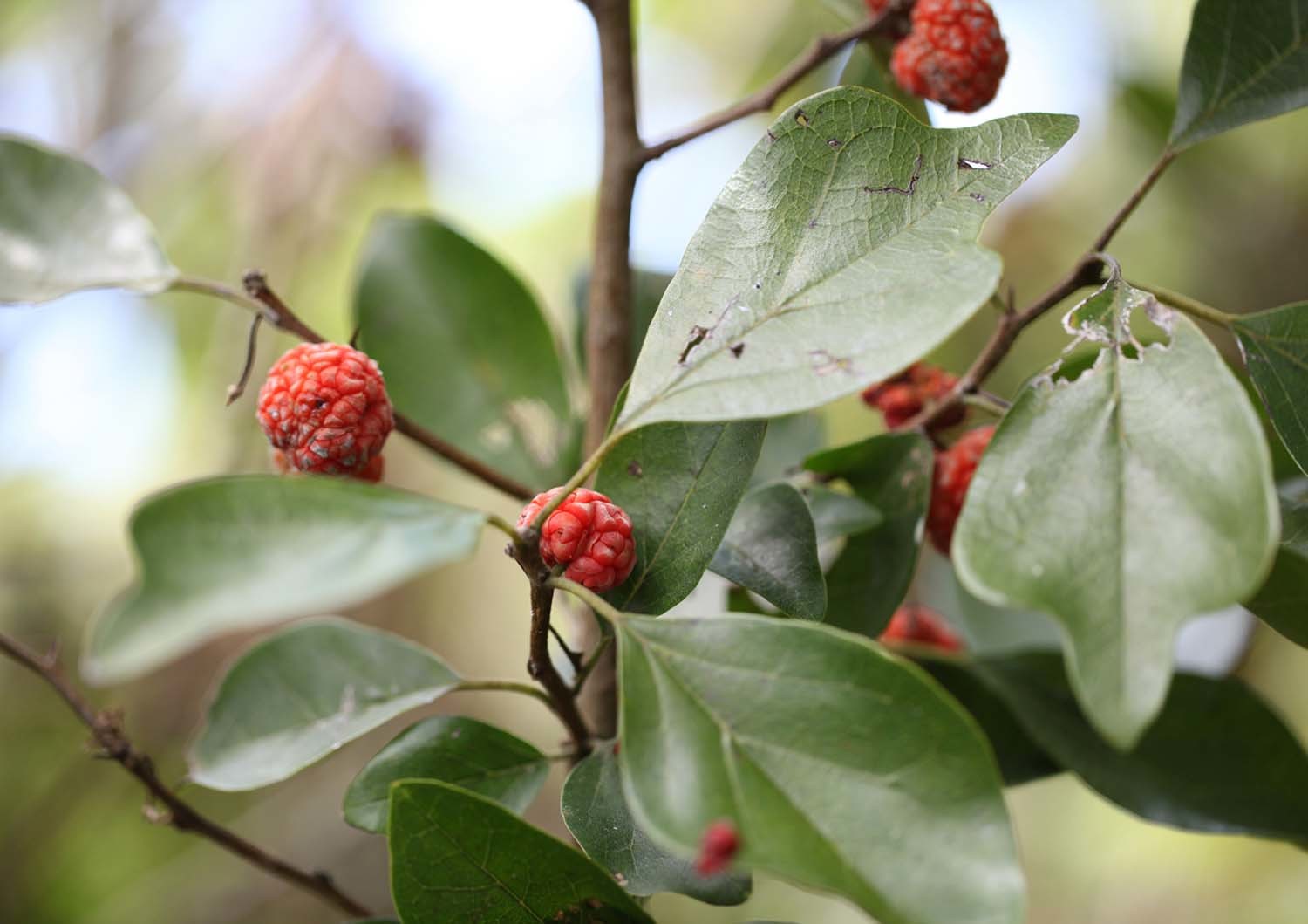 구지뽕나무 / 국립생물자원관