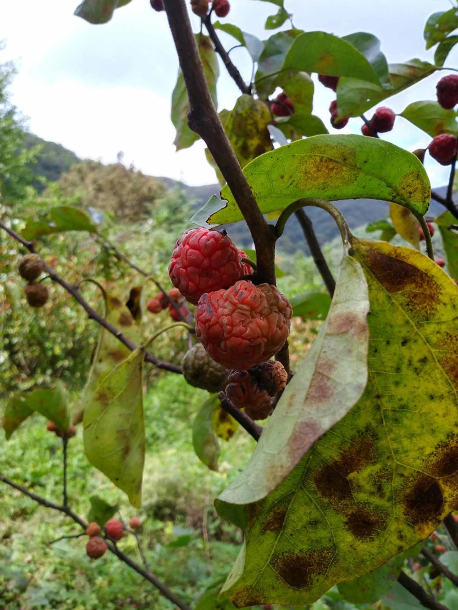 구지뽕나무 / 국립생물자원관