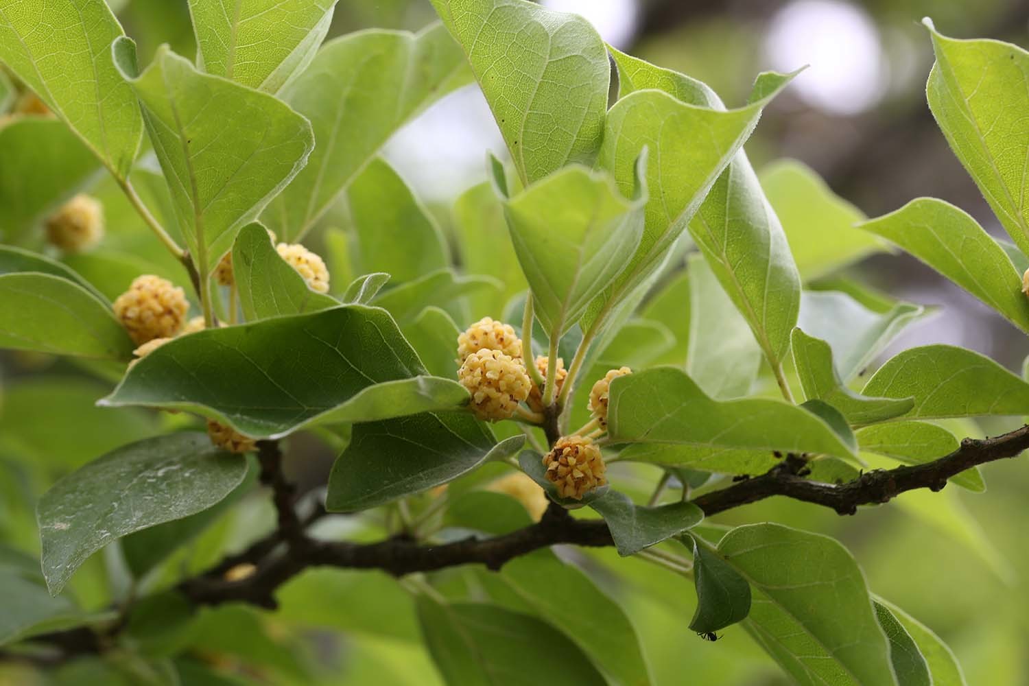 구지뽕나무 / 국립생물자원관