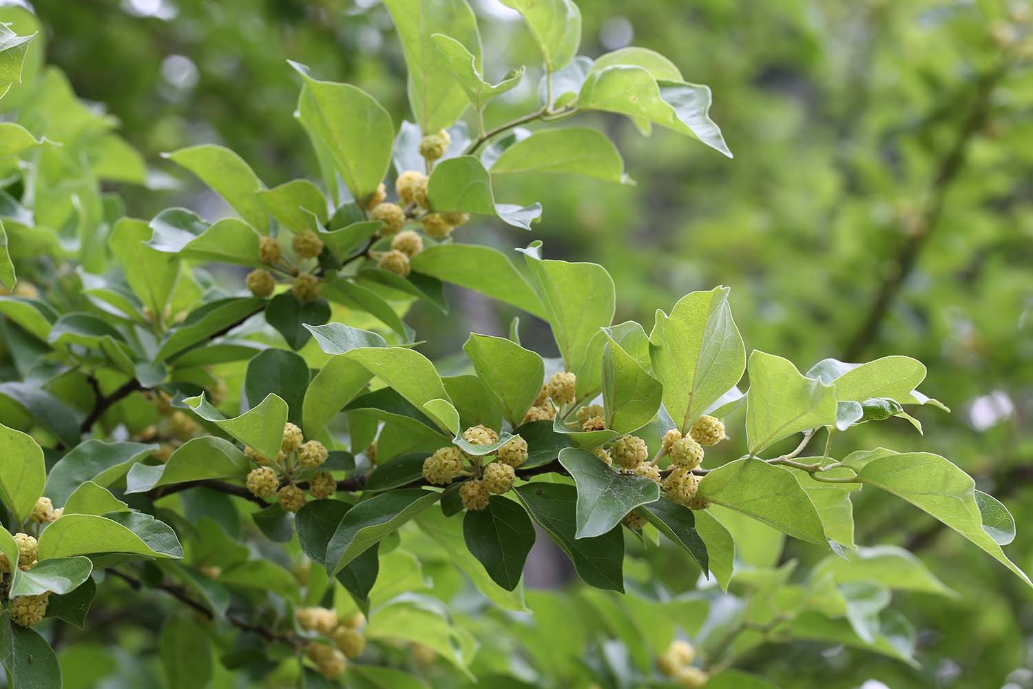 구지뽕나무 / 국립생물자원관