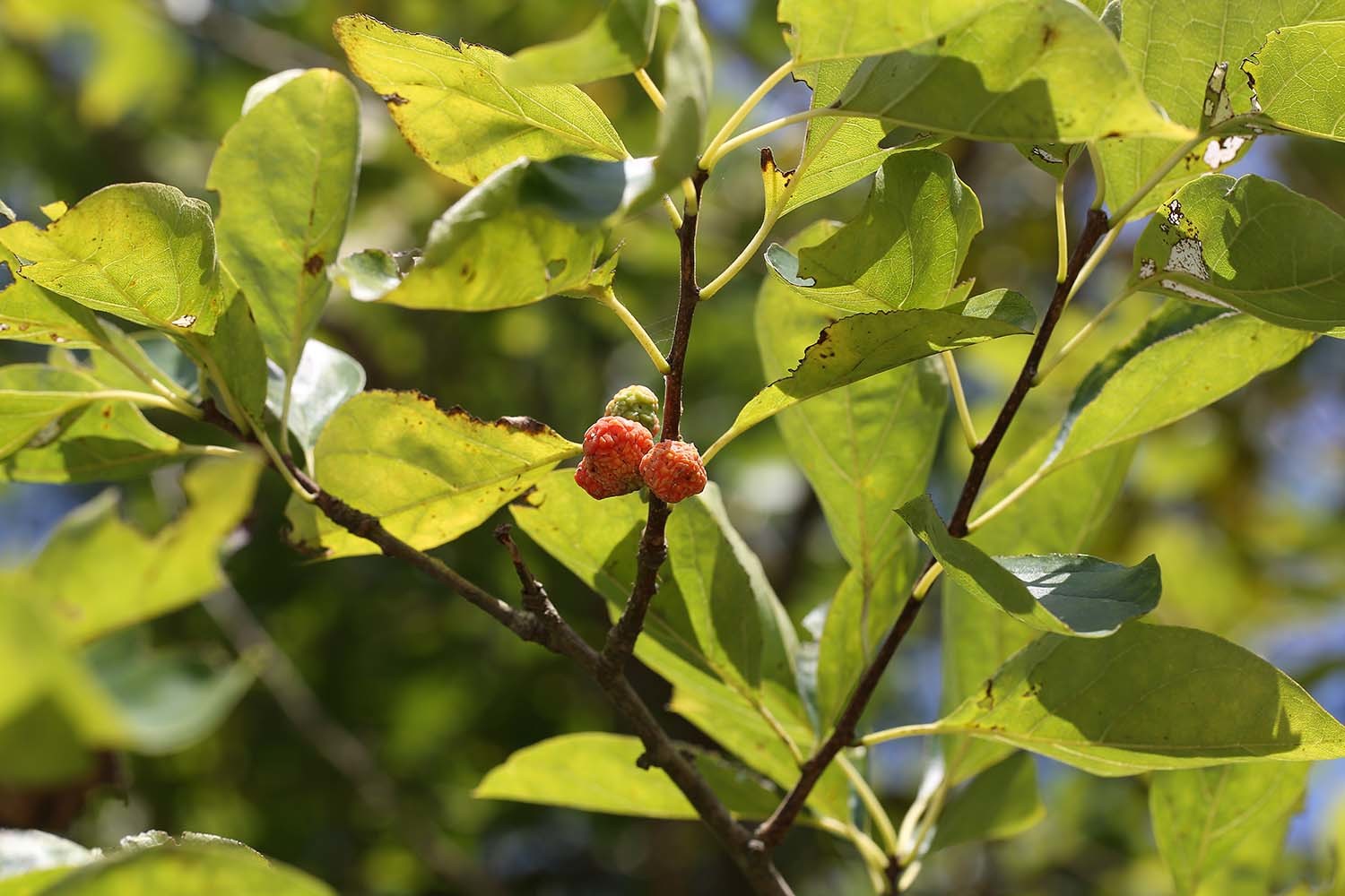 구지뽕나무 / 국립생물자원관