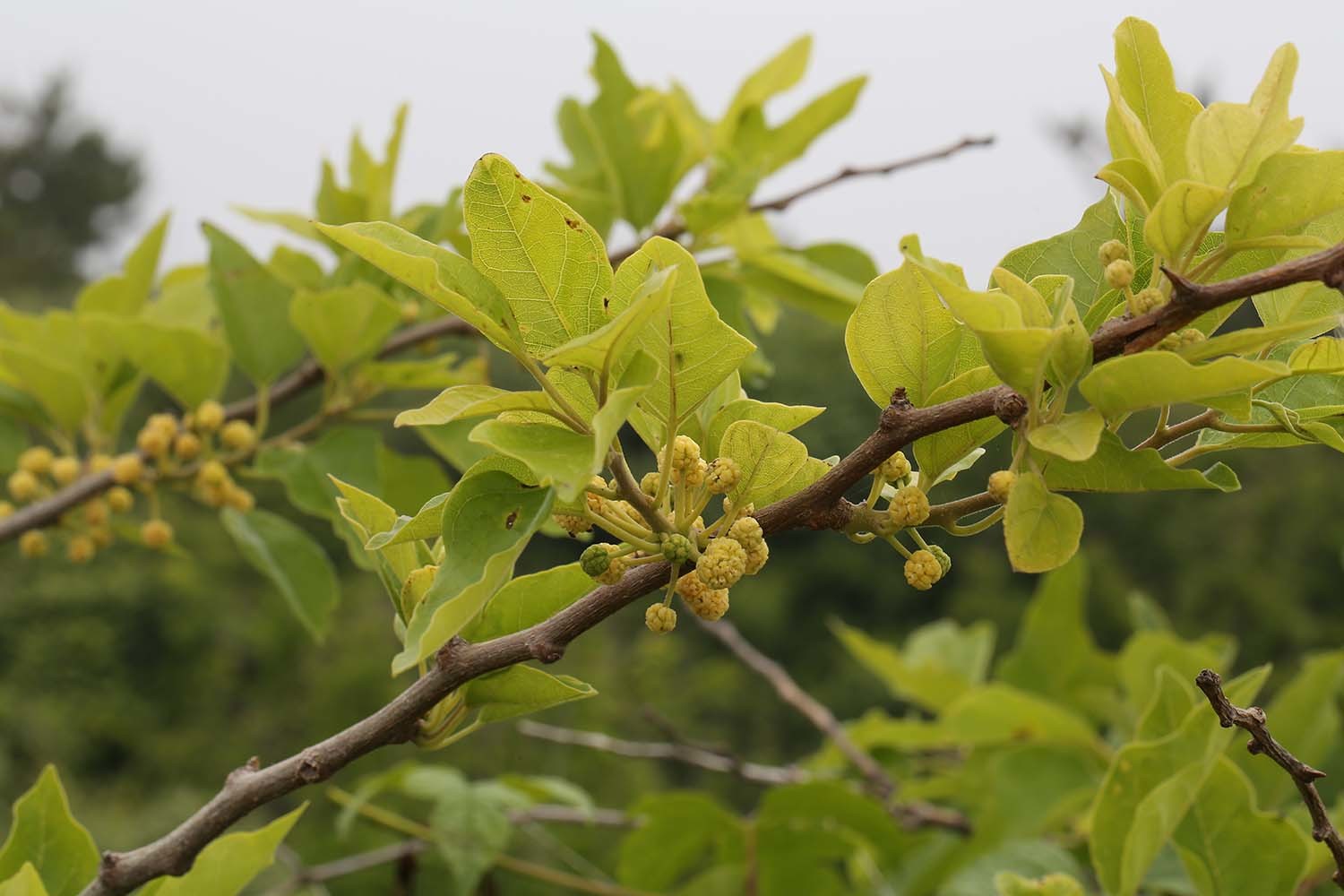 구지뽕나무 / 국립생물자원관
