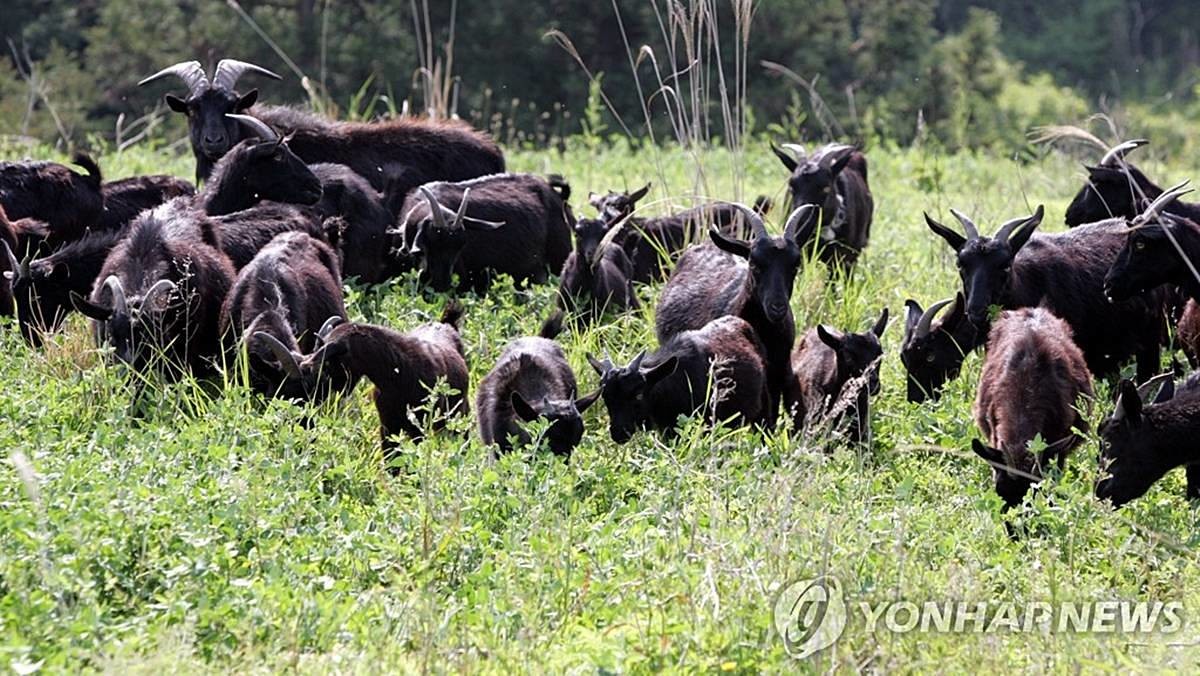풀 뜯는 흑염소 / 연합뉴스