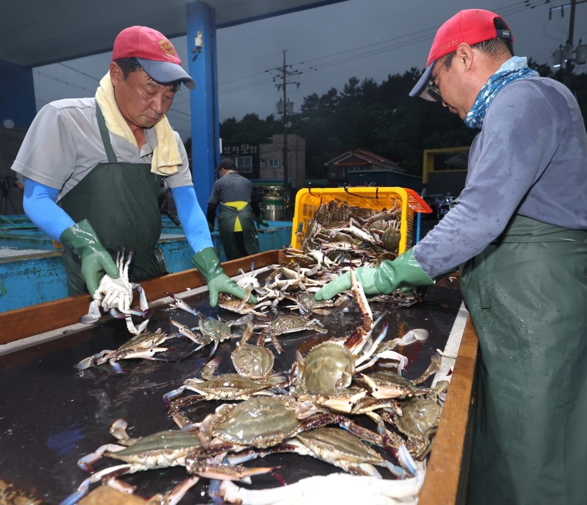 꽃게가 산더미 / 뉴스1