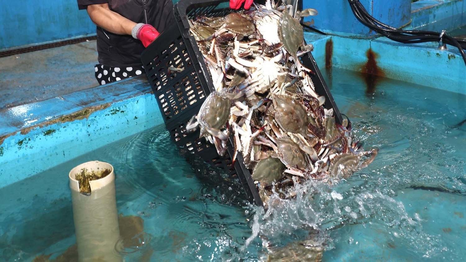 꽃게 / 뉴스1 자료사진