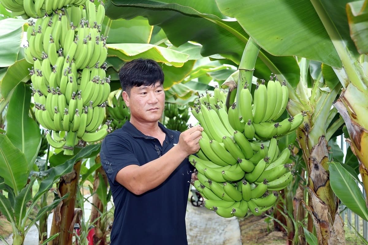 전북 정읍시 정우면 농민 박정현씨가 직접 재배한 바나나를 소개하고 있다. / 정읍시 제공