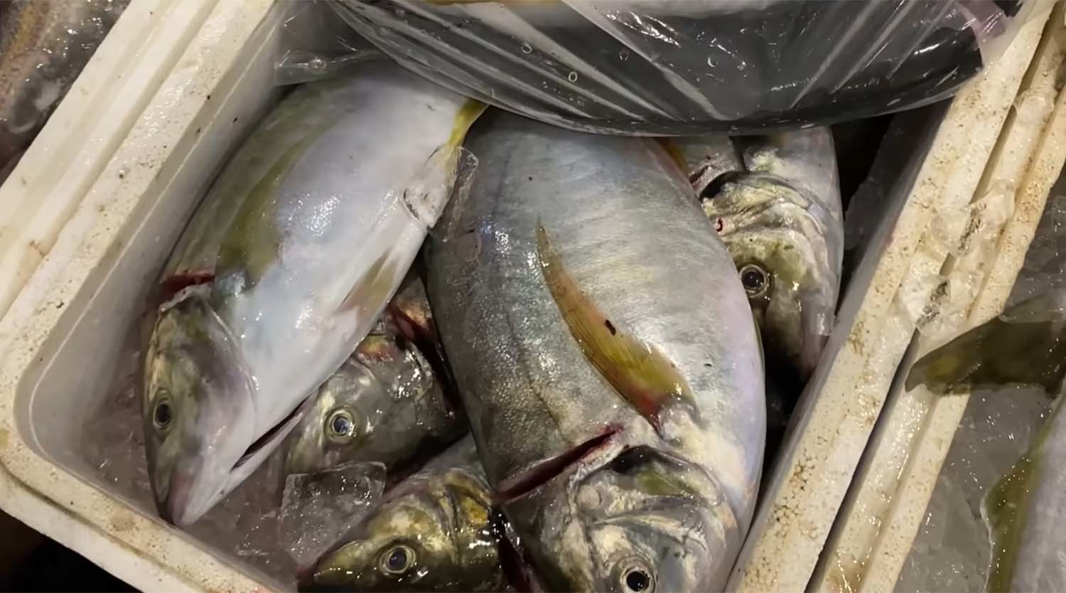 흑점줄전갱이 / '푸드박스' 유튜브