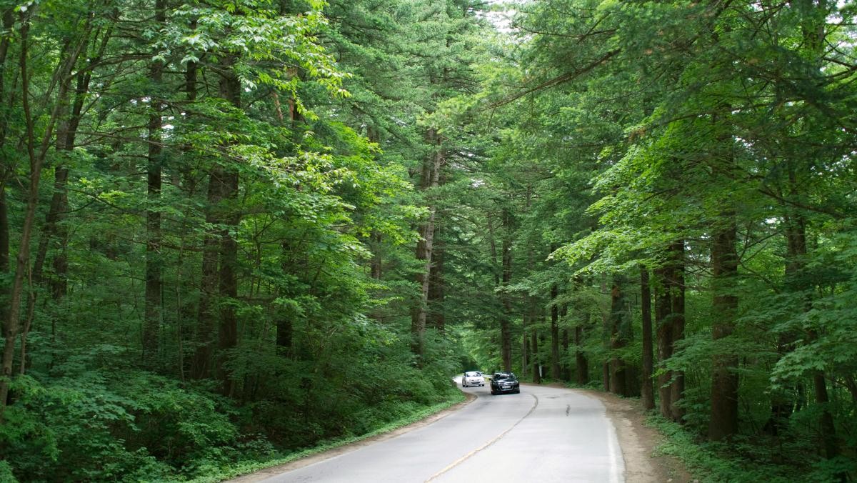 오대산 월정사 전나무 숲길. / Walkingmap-shutterstock.com