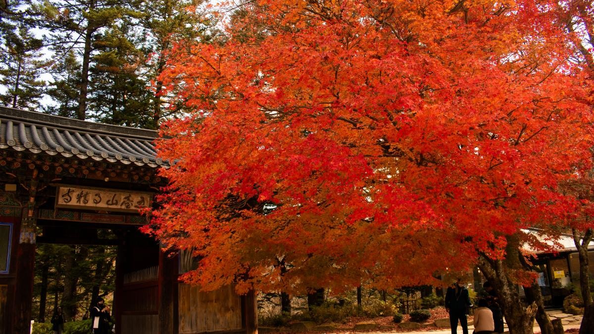 오대산 국립공원. / Jolly-hola-shutterstock.com