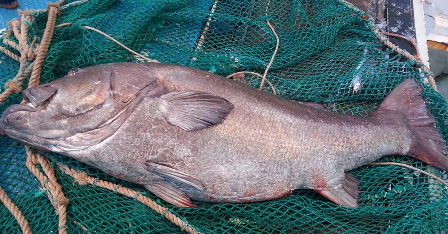 돗돔 / 뉴스1 자료사진