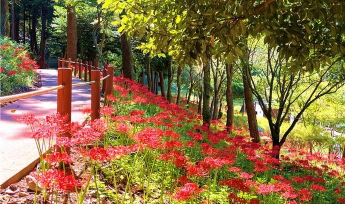 개화한 진도 운림산림욕장 꽃무릇 / 진도군 제공