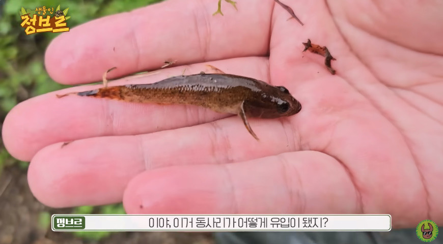 시골 농수로에서 발견된 동사리 / 유튜브 '정브르'
