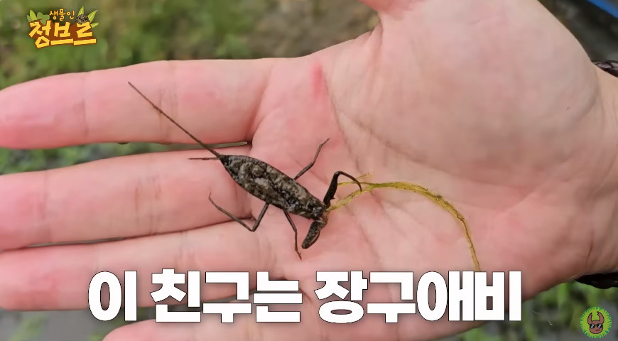 농수로에서 발견된 장구애비 / 유튜브 '정브르'