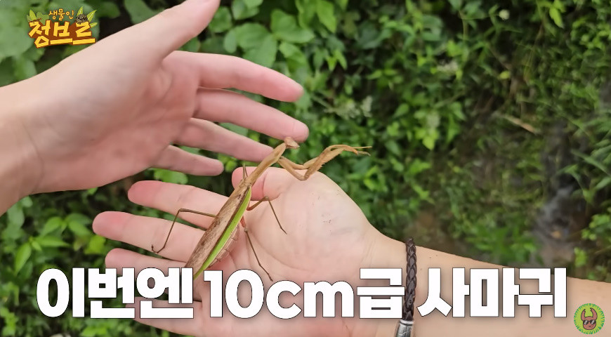 10cm 길이의 왕사마귀 / 유튜브 '정브르'