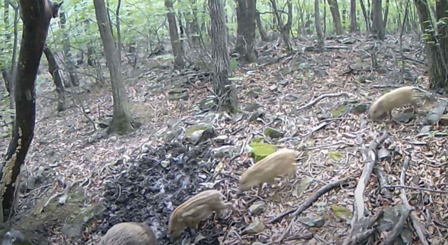 멧돼지 가족 /  '오지로드viewTV' 유튜브