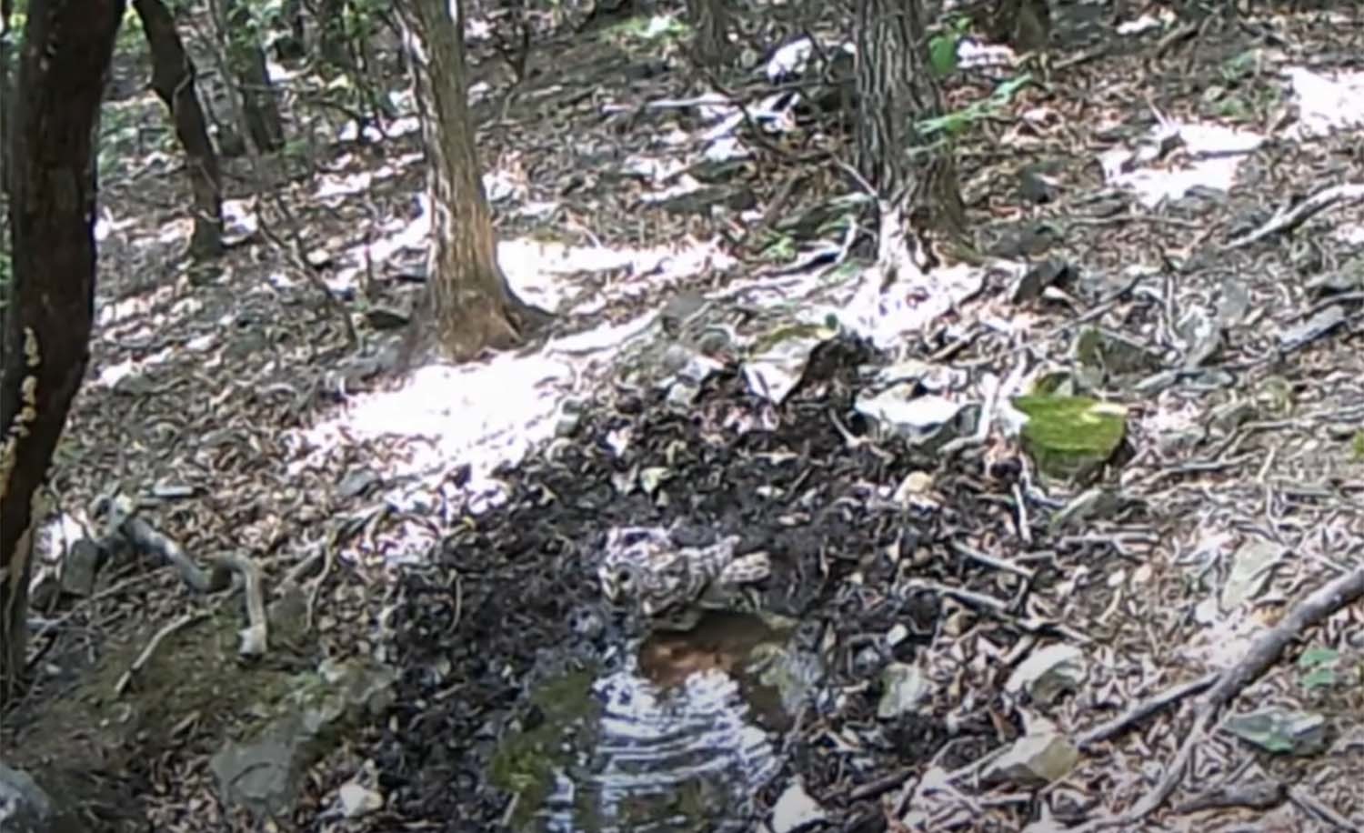 물을 마시는 올빼미 / '오지로드viewTV' 유튜브