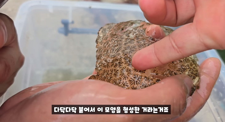 개충이라는 개별 동물들이 모여 젤라틴 같은 반투명한 덩어리 형태로 자라는 큰빗이끼벌레 / 유튜브 '국가대표 쩔템'