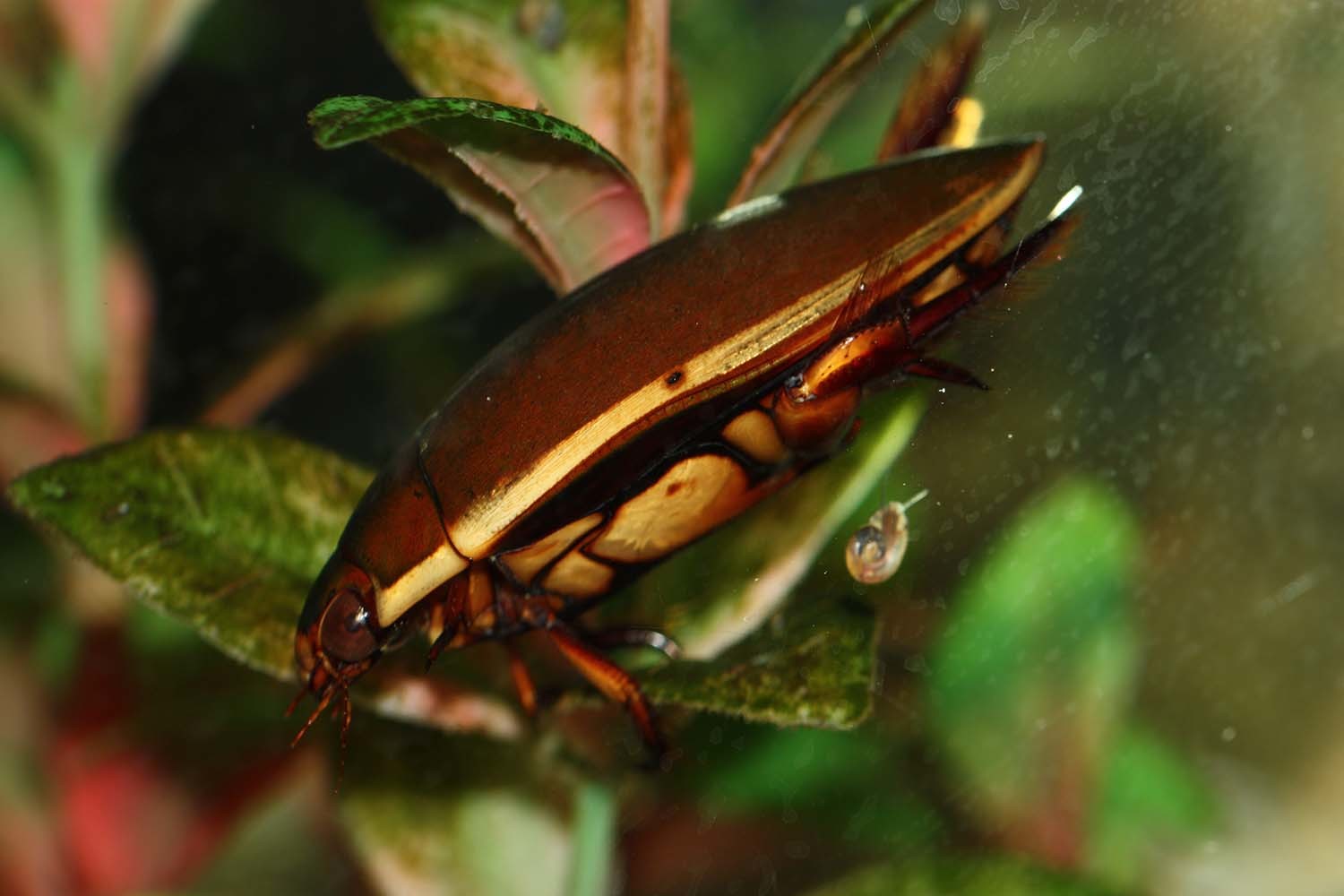 물방개 / 국립생물자원관