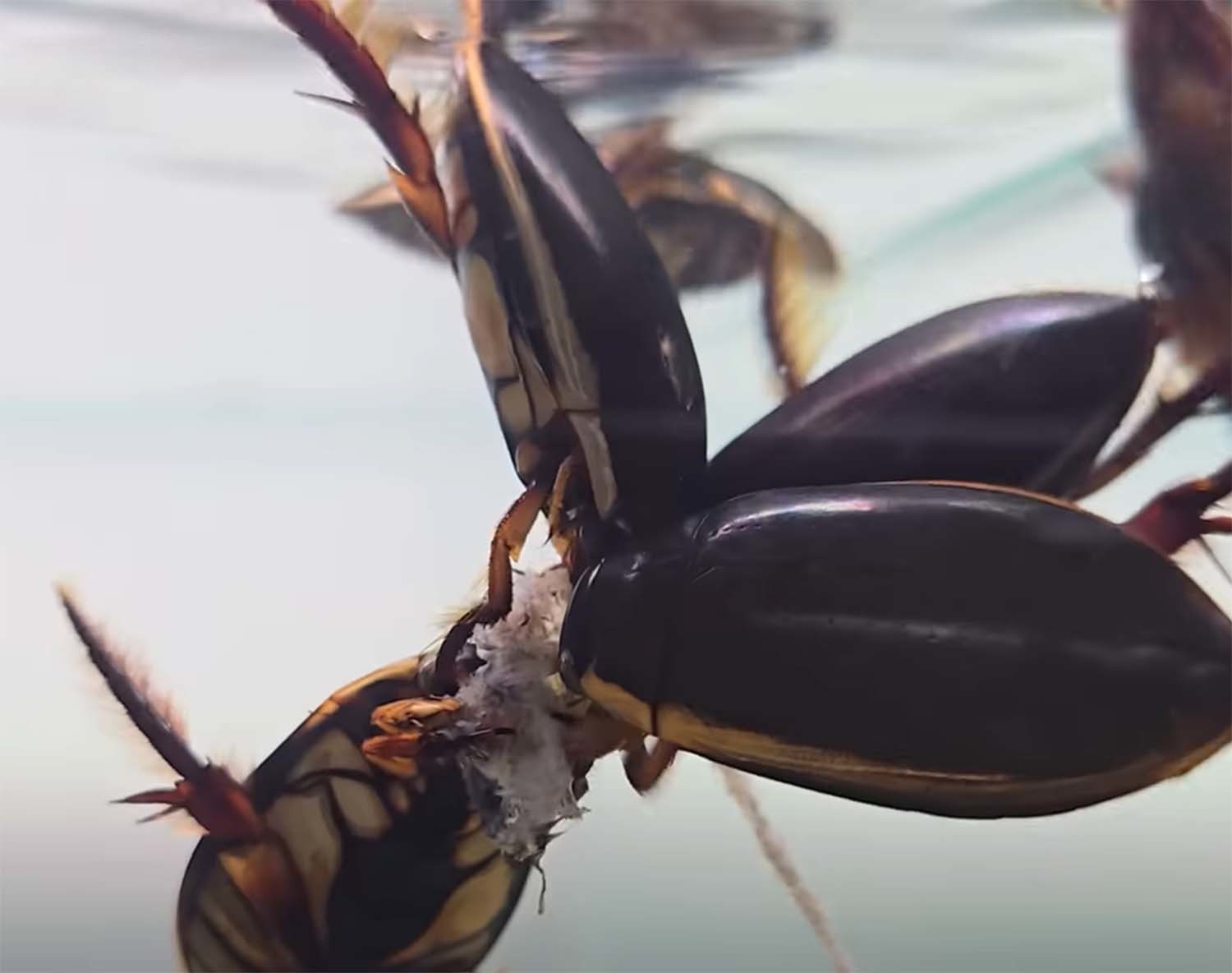 먹이 쟁탈전을 벌이는 물방개 / 'TV생물도감'