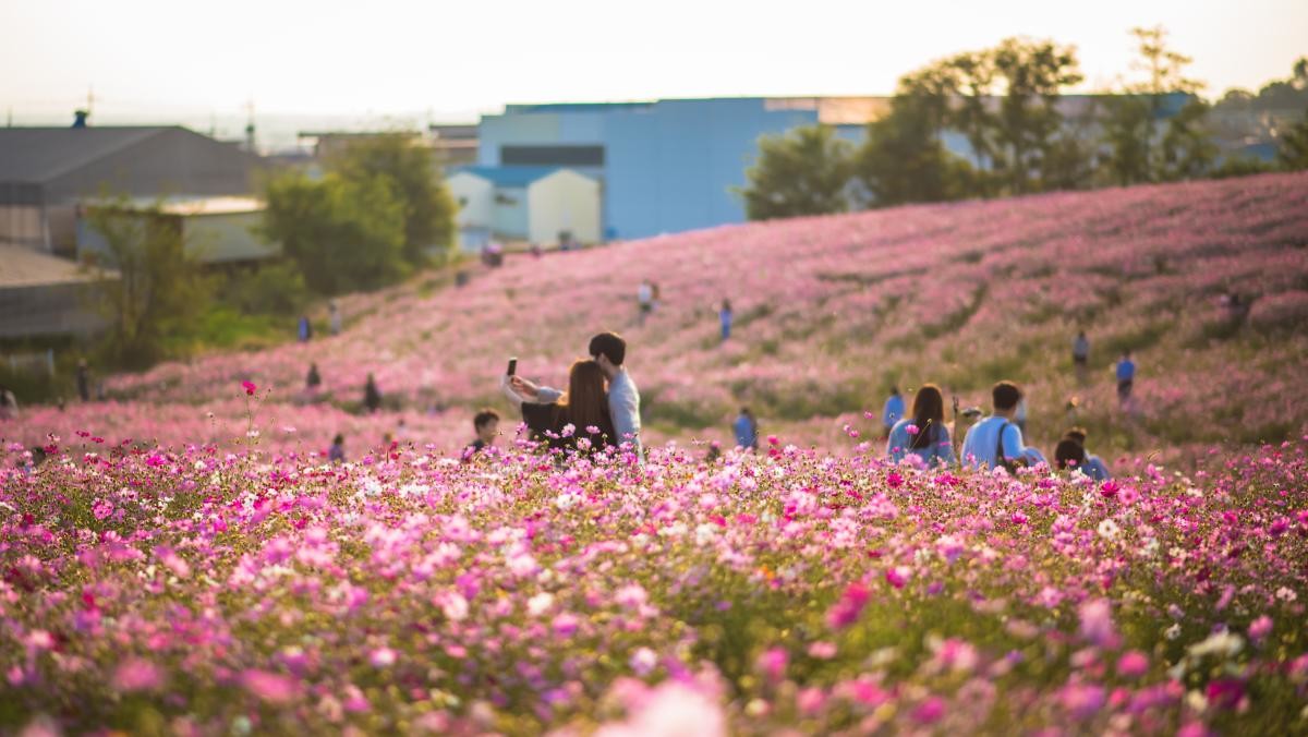 안성팜랜드. / TONOITOO-shutterstock.com